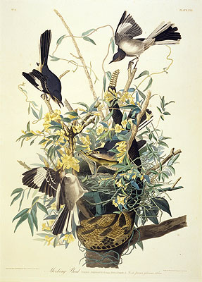Spottdrossel, Turdus Polyglottus, c.1825 | Audubon