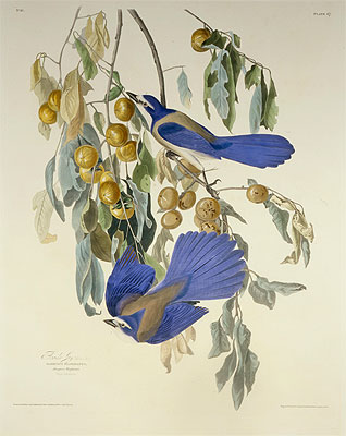 Florida-Häher. Garrulus Floridanus. Aus Die Vögel Amerikas, 1830 | Audubon