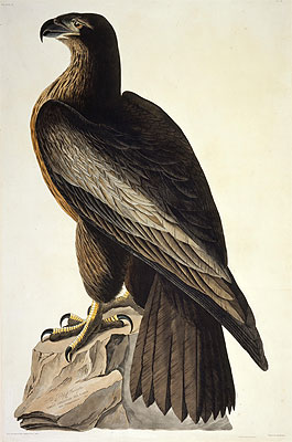Der Vogel von Washington oder Großer Amerikanischer Seeadler, 1822 | Audubon