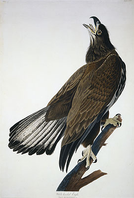 White-Headed Eagle, undated | Audubon | Giclée Papier-Kunstdruck