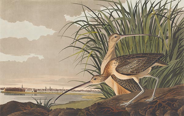 Long-Billed Curlew, 1834 | Audubon | Giclée Papier-Kunstdruck
