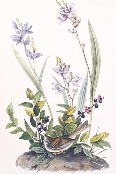 Audubon | Field Bunting, c.1840/44 | Giclée Paper Art Print