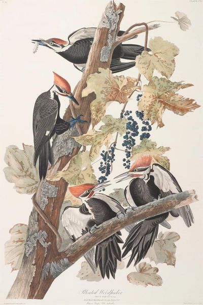 Pileated Woodpecker, Picus pileatus, c.1834 | Audubon | Giclée Paper Art Print