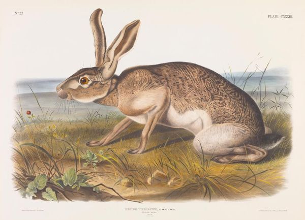 Lepus texianus. Texanischer Hase, Männchen, 1848 | Audubon | Giclée Papier-Kunstdruck