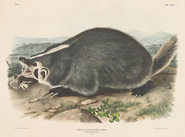 Meles labradoria, Sabine, Amerikanischer Dachs, 1844 | Audubon | Giclée Papier-Kunstdruck