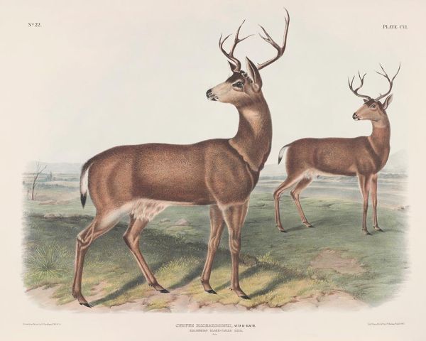 Cervus richardsonii. Columbian Black-Tailed Deer. Males, 1847 | Audubon | Giclée Paper Art Print