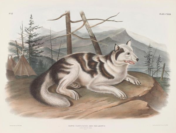Canis familiaris, Linn. Hasen-Indianerhund. Männchen, 1848 | Audubon | Giclée Papier-Kunstdruck