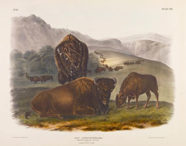 Amerikanischer Bison oder Büffel, 1845 | Audubon | Giclée Papier-Kunstdruck