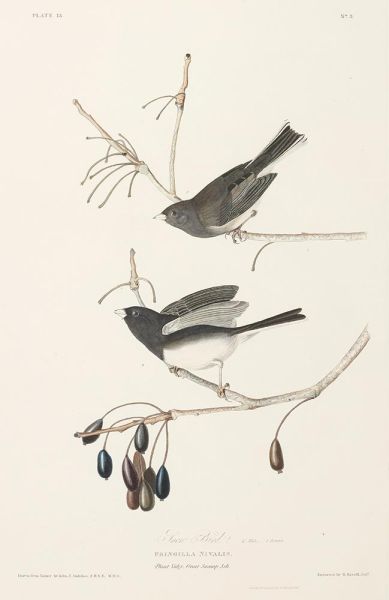 Schneevogel, Fringilla nivalis, 1827 | Audubon | Giclée Papier-Kunstdruck