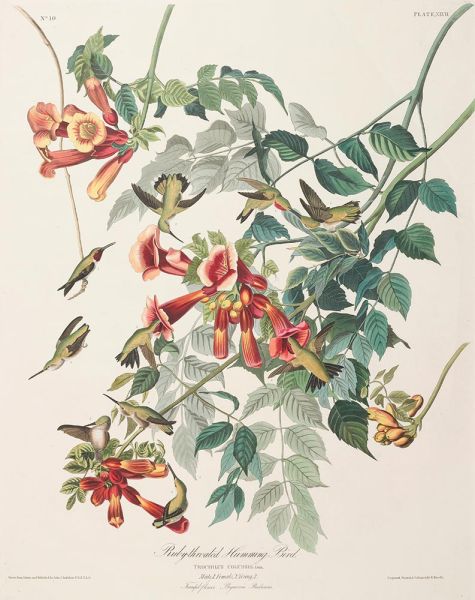 Rubinkehl-Kolibri, Trochilus colubris, c.1827/30 | Audubon | Giclée Papier-Kunstdruck