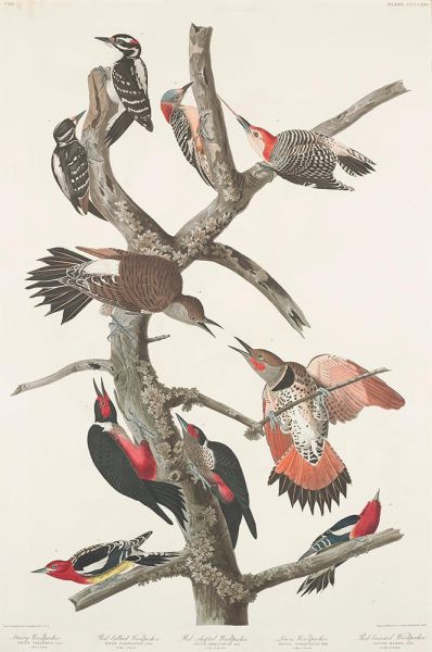 Haarspecht, Rotbauchspecht, Rothalsspecht, Lewis-Specht, Gelbbrustspecht, 1838 | Audubon | Giclée Papier-Kunstdruck