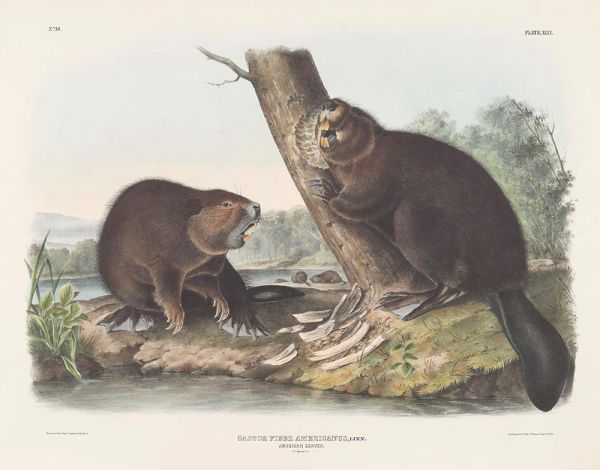 Castor fiber americanus. Amerikanischer Biber, 1844 | Audubon | Giclée Papier-Kunstdruck