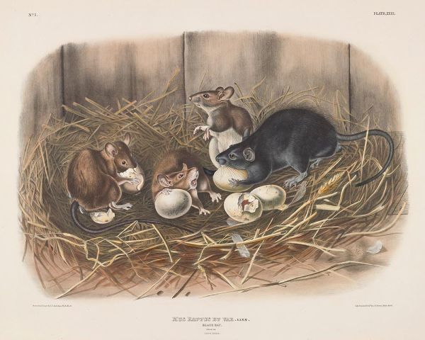 Mus rattus et var. Schwarze Ratte, 1843 | Audubon | Giclée Papier-Kunstdruck
