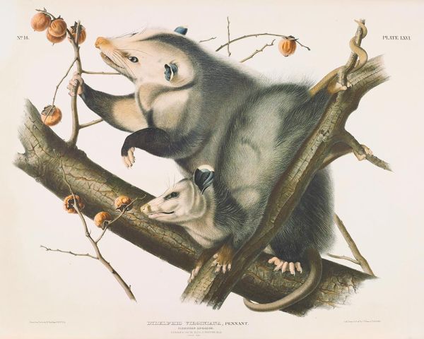 Didelphis virginiana, Pennant. Virginian Opossum, 1845 | Audubon | Giclée Paper Art Print