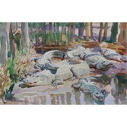 Muddy Alligators - Sargent