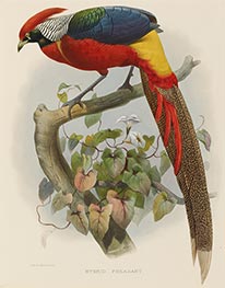 Hybrid Pheasant, c.1870/72 von Joseph Wolf | Papier-Kunstdruck