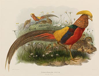 Thaumalea Picta (Golden Pheasant), c.1870/72 von Joseph Wolf | Papier-Kunstdruck