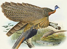 Joseph Wolf | Phadianidae. Argusianus Grayli, c.1870/72 | Giclée Paper Art Print