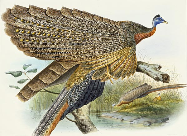 Phadianidae. Argusianus Grayli, c.1870/72 | Joseph Wolf | Giclée Paper Print
