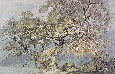A Great Tree, c.1796 | J. M. W. Turner | Giclée Paper Print