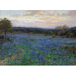 Blaue Wiesenlupine Feld bei Sonnenuntergang - Julian Onderdonk