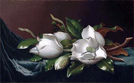 Magnolias on Light Blue Velvet Cloth | Martin Johnson Heade | Painting Reproduction