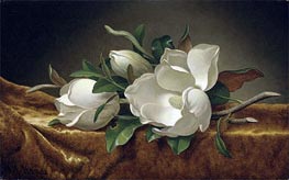 Magnolias on Gold Velvet Cloth | Martin Johnson Heade | Painting Reproduction