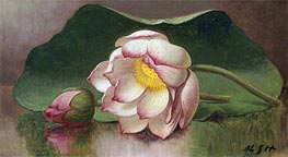 Lotus Blossom (Water Lily), c.1885/00 by Martin Johnson Heade | Canvas Print