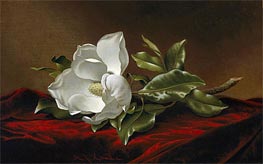 Martin Johnson Heade | Magnolia Grandiflora, c.1885/95 | Giclée Canvas Print