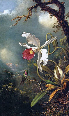An Amethyst Hummingbird with a White Orchid, c.1875/90 | Martin Johnson Heade | Giclée Leinwand Kunstdruck