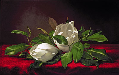 Magnolia (Magnoliae Grandiflorae), 1888 | Martin Johnson Heade