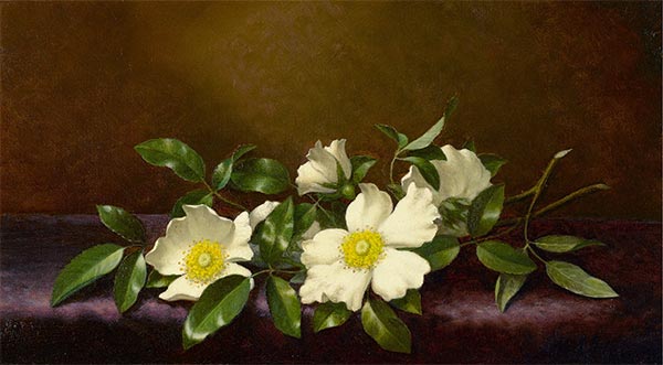 Cherokee Roses on a Purple Velvet Cloth, 1894 | Martin Johnson Heade