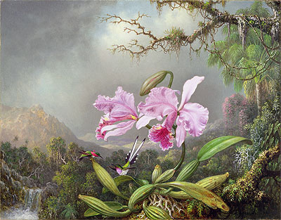 Study of an Orchid, 1872 | Martin Johnson Heade | Giclée Canvas Print