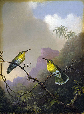 Two Humming Birds: 'Copper-tailed Amazili', c.1865/75 | Martin Johnson Heade