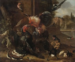Ein Hahn und eine Pute kämpfen, 1680 von Melchior d'Hondecoeter | Giclée Leinwand-Kunstdruck