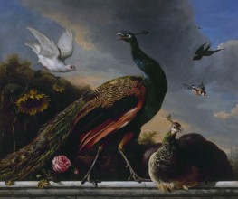 Blue Peacock on a Marble Ledge, 1681 by Melchior d'Hondecoeter | Giclée Canvas Print