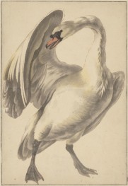 White Tame Swan, c.1646/95 by Melchior d'Hondecoeter | Giclée Paper Art Print