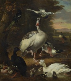Birds, n.d. by Melchior d'Hondecoeter | Giclée Canvas Print