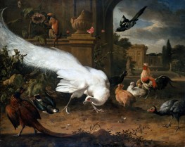 Der Weiße Pfau, n.d. von Melchior d'Hondecoeter | Giclée Leinwand-Kunstdruck