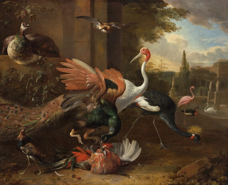A Peacock Attacking a Rooster, a.1668 | Melchior d'Hondecoeter | Giclée Canvas Print