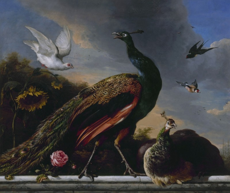 Blue Peacock on a Marble Ledge, 1681 | Melchior d'Hondecoeter | Giclée Canvas Print