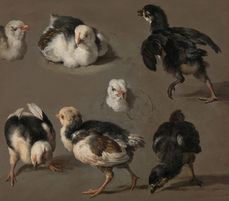 Seven Chicks, c.1665/68 | Melchior d'Hondecoeter | Giclée Canvas Print