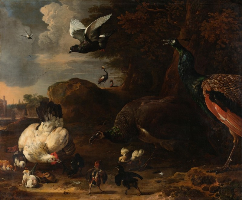 Two Peacocks Threatening a Hen with Chicks (The Threatened Hen), 1681 | Melchior d'Hondecoeter | Giclée Canvas Print