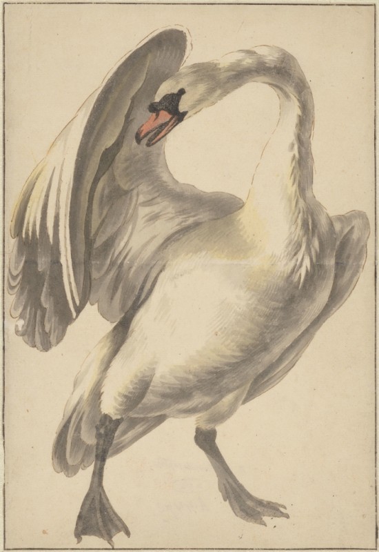 White Tame Swan, c.1646/95 | Melchior d'Hondecoeter | Giclée Paper Art Print
