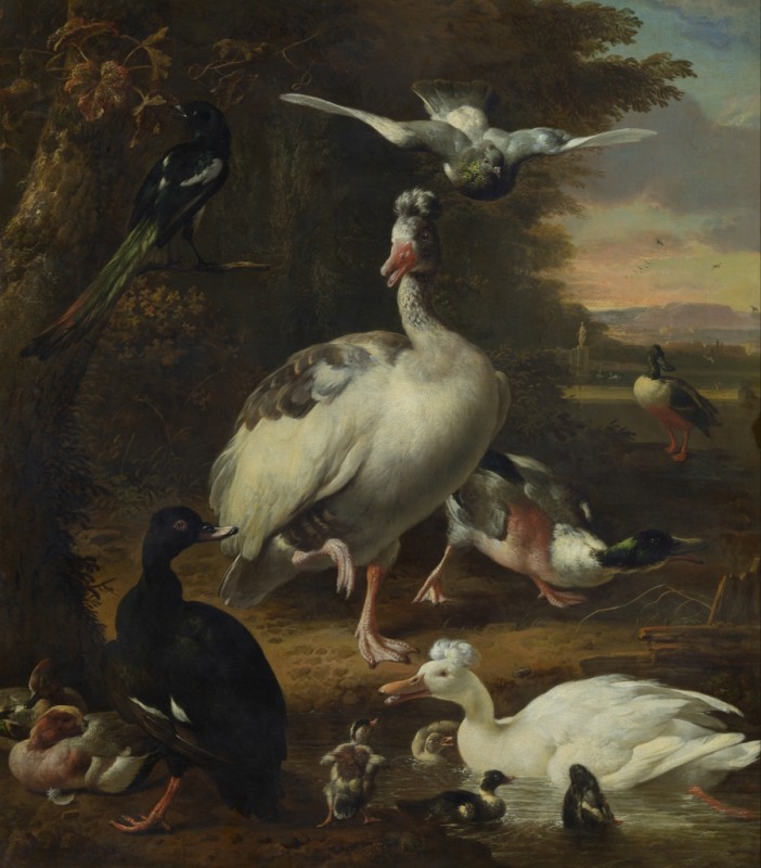 Birds, n.d. | Melchior d'Hondecoeter | Giclée Canvas Print