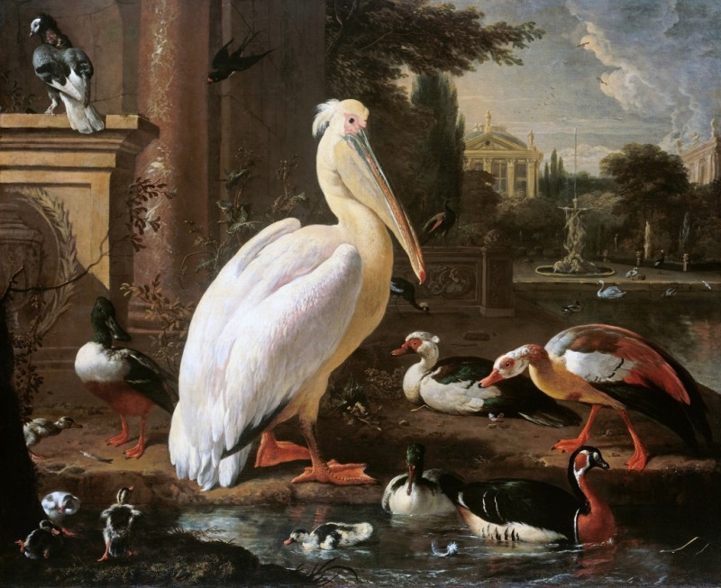Pelikan und andere Wasservögel in einem Park, n.d. | Melchior d'Hondecoeter | Giclée Leinwand-Kunstdruck