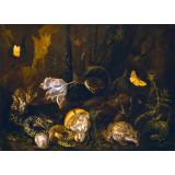 Still Life with Insects and Amphibians | Otto Marseus van Schrieck