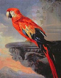 Parrot, c.1630/40 von Rubens | Leinwand Kunstdruck