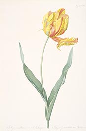 Tulipa gesneriana var. dracontia (Parrot Tulip), 1816 von Pierre-Joseph Redouté | Papier-Kunstdruck