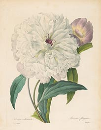 Paeonia flagrans. Peony, 1827 by Pierre-Joseph Redouté | Paper Art Print
